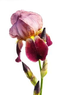 Beautiful multicolored iris flower isolated in white. Close up