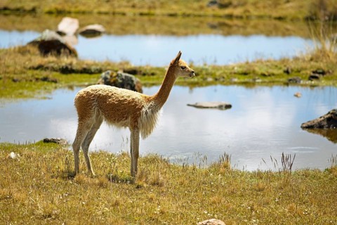 Vicuna or vicuna (Vicugna vicugna) at a waterhole in the Andean highlands, Andahuaylas, Apurimac.