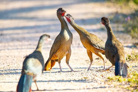 Chaco chachalaca (Ortalis canicollis) Pantanal Brazil
