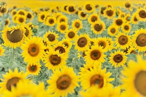 Sunflower field, sunflowers (Helianthus annuus), landscape south of Montepulciano, Tuscany, Italy,