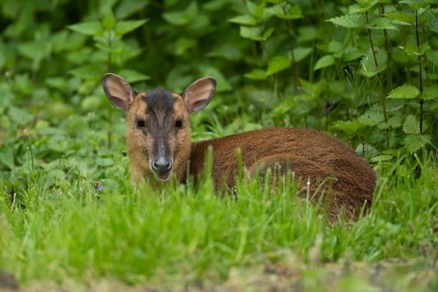 Muntjac deer (Muntiacus reevesi) adult sitting in grassland, Norfolk, England, United Kingdom,