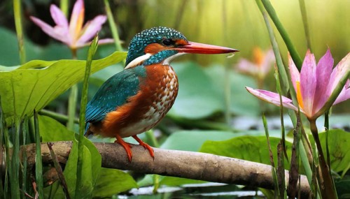 KI generated, animal, animals, bird, birds, biotope, habitat, a, individual, water, perch, reeds,