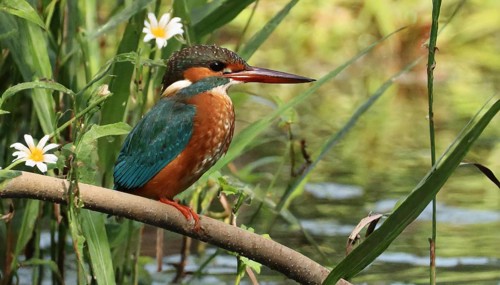 KI generated, animal, animals, bird, birds, biotope, habitat, a, individual, water, perch, reeds,