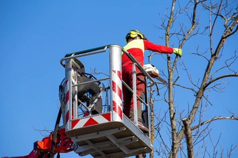 Man on the work platform pruning trees