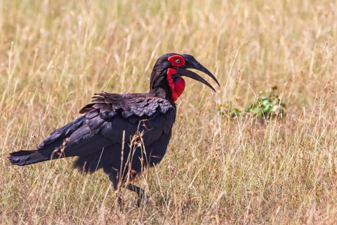 Southern ground hornbill (Bucorvus leadbeateri) walking in the grass on the savanna in east africa,