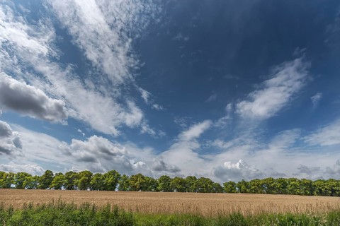 Avenue of large-leaved lindens (Tilia platyphyllos) Cornfield and cloudy sky, Rehna,
