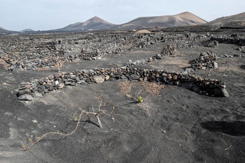 Wine growing in volcanic ash pits protected by dry stone walls, Yaiza, Lanzarote, Canary Islands,