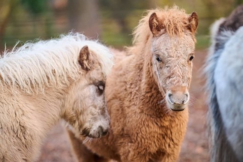 Portrait of Shetland ponys in winter, Bavaria, Germany, Europe