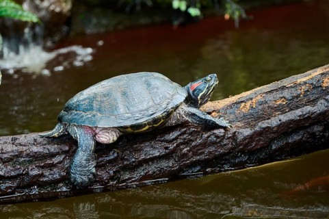 Red-eared slider (Trachemys scripta elegans) on a tree trunk, captive, Germany, Europe