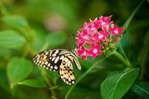 Lime butterfly (Papilio demoleus) sitting on a flower, Germany, Europe