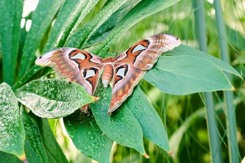 Atlas moth (Attacus atlas) butterfly sitting on a leaf, Germany, Europe