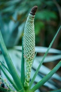Tilt-head (Aloe speciosa) growing in a greenhouse, Germany, Europe