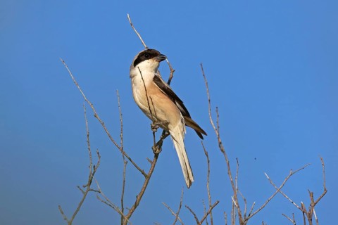 Lesser grey shrike (Lanius minor), Dobruja, Bulgaria, Europe