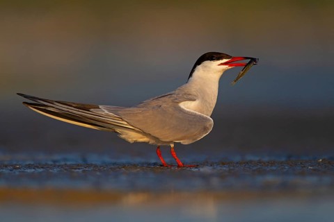 Common Tern (Sterna hirundo), courtship display with fish in beak, Danube Delta Biosphere Reserve,