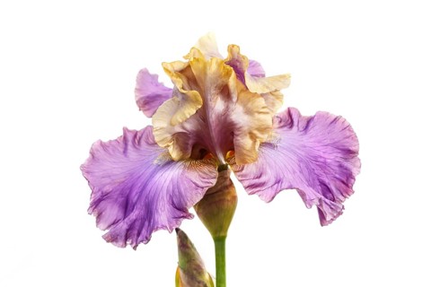 Beautiful multicolored iris flower isolated in white. Close up