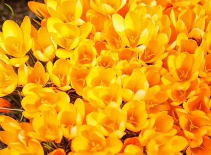Yellow crocuses germinate in the spring in the garden. Symbol of spring
