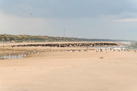 Flock of cormorants on the Danish North Sea coast, Oksbol, Region Syddanmark, Denmark, Europe