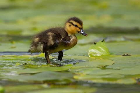 Mallard duck (Anas platyrhynchos) juvenile baby duckling walking on a Water lily plant leaf on a