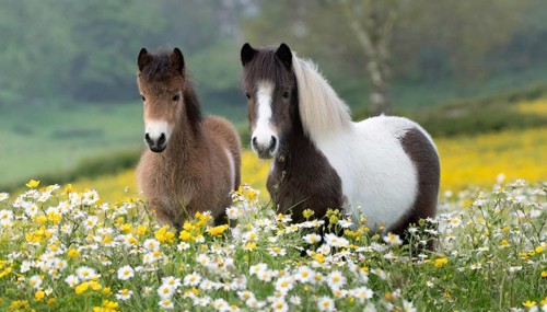 KI generated, animal, animals, mammal, mammals, biotope, habitat, two, flower meadow, foraging,