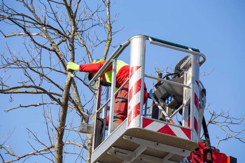 Man on the work platform pruning trees