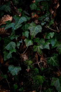Common ivy (Hedera helix) on the forest floor, close-up, Neubeuern, Germany, Europe