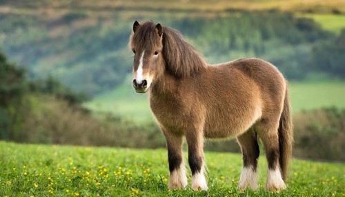 KI generated, animal, animals, mammal, mammals, biotope, habitat, one, individual animal, foraging,
