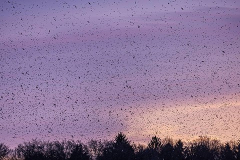 Natural spectacle in the Swabian Alb. Flocks of bramblings (Fringilla montifringilla) spend the