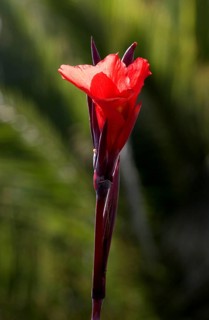 Indian shot (canna indica) Indisches Blumenrohr, La Palma, Canary Islands, Spain, Europe