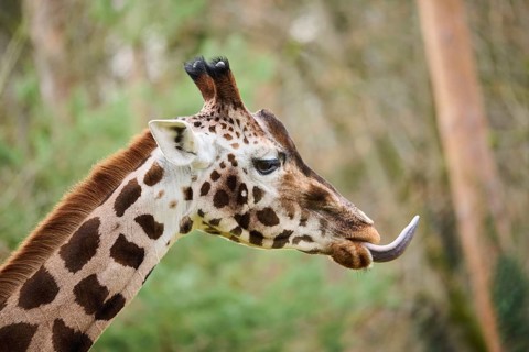 Reticulated giraffe (Giraffa camelopardalis reticulata), portrait, captive, Germany, Europe
