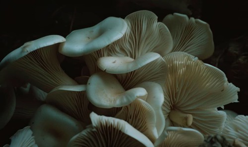 Oyster mushrooms on a dark background. Selective focus. AI generated