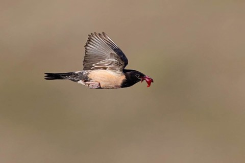 Roseate starling (Pastor roseus), adult bird, flying with food, Dobruja, Romania, Europe