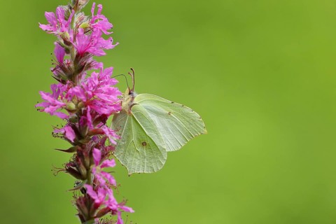 Brimstone (Gonepteryx rhamni) feeding on a flower of purple loosestrife (Lythrum salicaria),