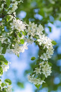 Blooming apple trees in spring park