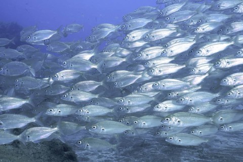 Shoal of fish, shoal, group of arctic seabream (Pagellus acarne), dive site El Cabron Marine