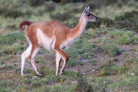Guanaco (Llama guanicoe), Huanako, Torres del Paine National Park, Patagonia, End of the World,