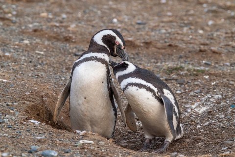 Two Magellanic penguins (Spheniscus magellanicus) in the Penguin National Park on Magdalena Island,