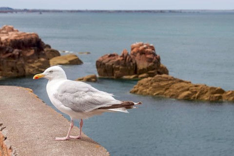 European herring gull (Larus argentatus), sitting on a wall by the sea, Ile de Brehat, Brittany,