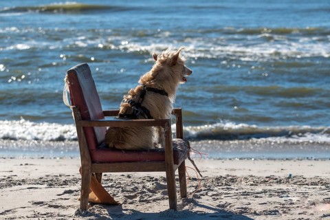 Podengo Portugues (rough coat) female on a washed up upholstered chair on the beach, Henne, Region
