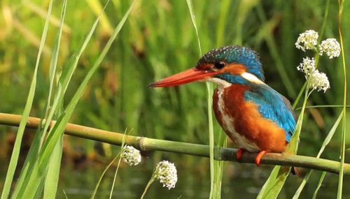 KI generated, animal, animals, bird, birds, biotope, habitat, a, individual, water, perch, reeds,