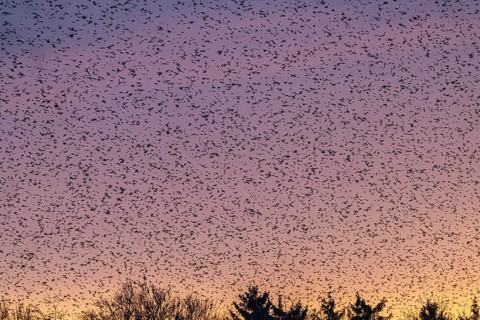 Natural spectacle in the Swabian Alb. Flocks of bramblings (Fringilla montifringilla) spend the