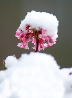 (Viburnum farreri) Duft-Schneeball with snow in early spring