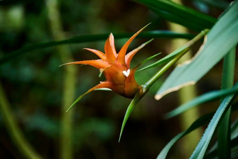 Droophead tufted airplant (Guzmania lingulata) flower growing in a greenhouse, Bavaria, Germany,