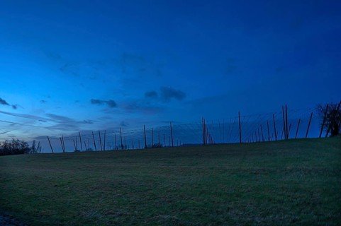 Hop poles at dusk, Franconia, Bavaria, Germany, Europe