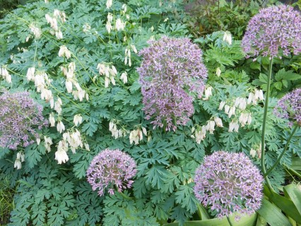 Dicentra bloom in spring garden