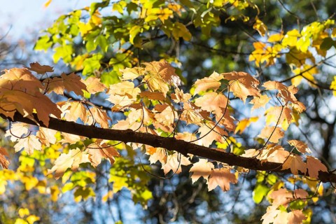 Autumn maple leaves in botanical garden on a sunny day