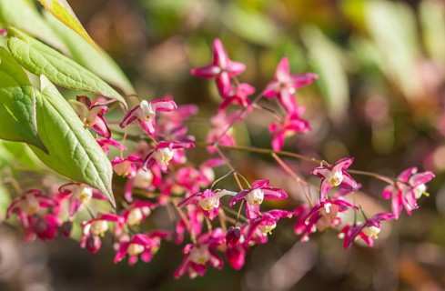 Epimedium flourishing in the botanical garden in spring