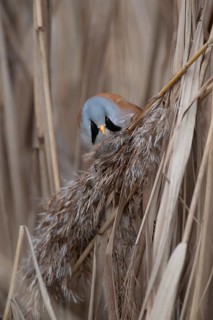 Bearded tit or reedling (Panurus biarmicus) adult male bird feeding on a Common reed seed head in a