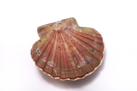 A red scallop sea shell with textured lines isolated on a white background, Scallop