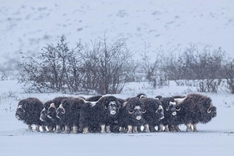 Musk oxen (Ovibos moschatus), herd in a snowstorm, standing, North Slope, Alaska, USA, North