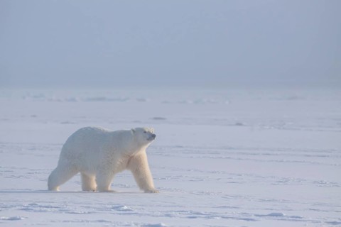 Polar bear (Ursus maritimus), walking in pack ice, Kaktovik, Arctic National Wildlife Refuge,